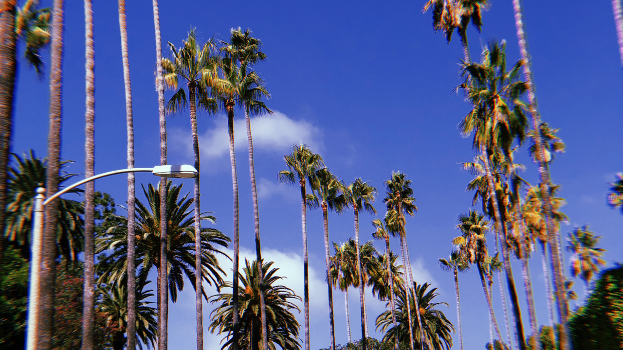 Обои Голливуд, пальмовые рощи, мажорель синий, дерево, древесные растения в разрешении 1280x720