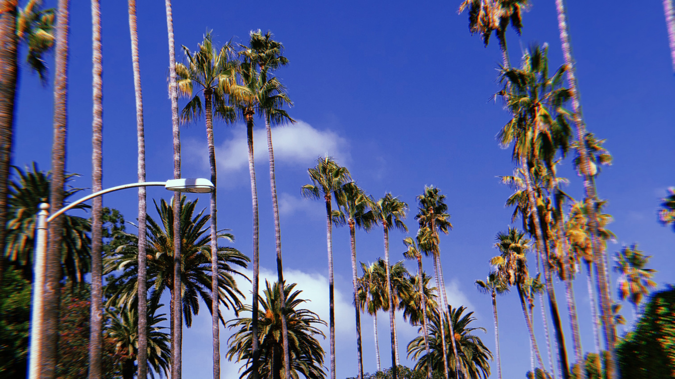 Обои Голливуд, пальмовые рощи, мажорель синий, дерево, древесные растения в разрешении 1366x768