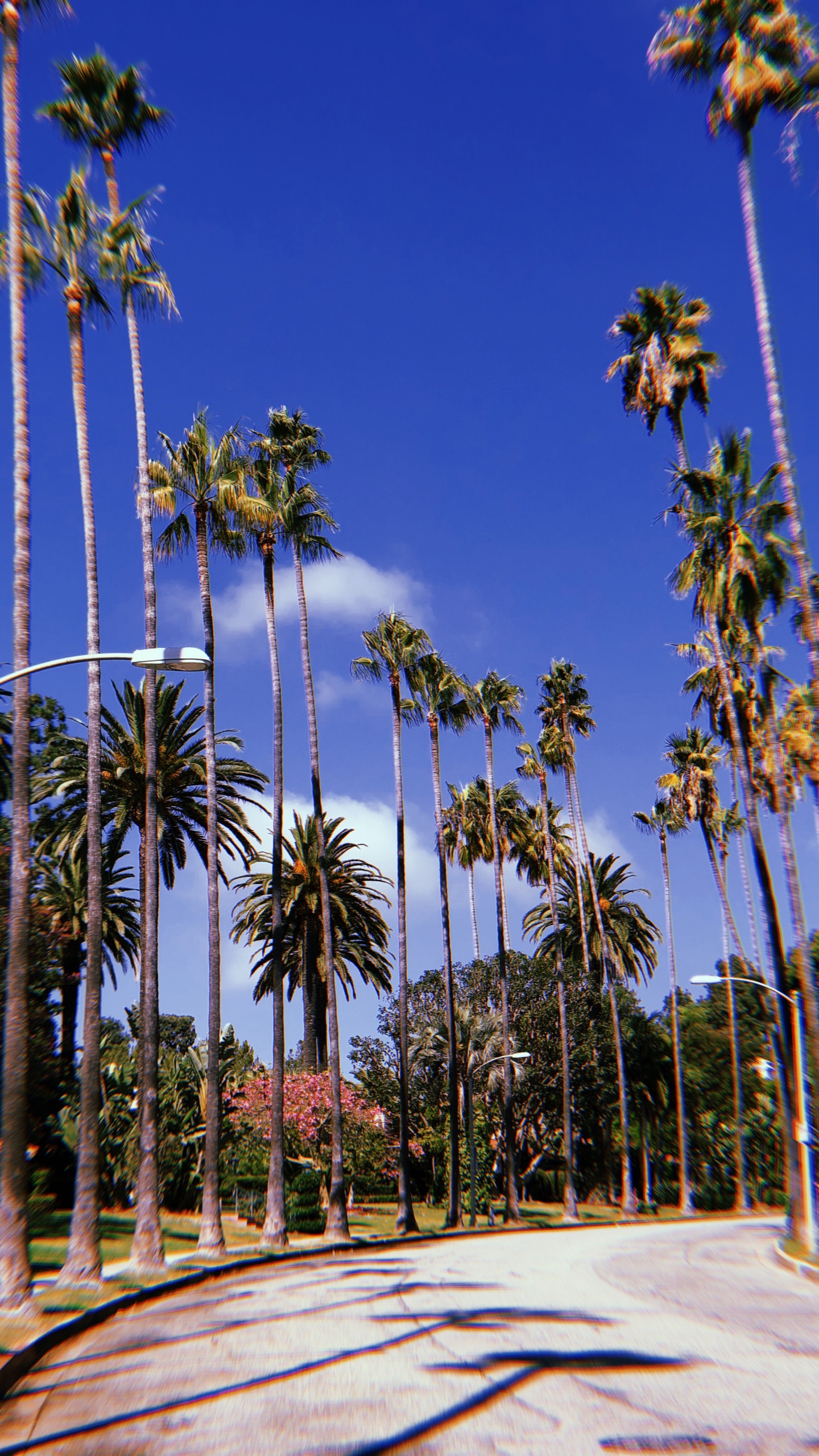 Обои Голливуд, пальмовые рощи, мажорель синий, дерево, древесные растения в разрешении 1440x2560