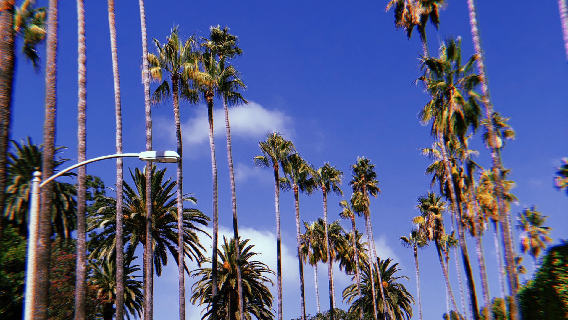 Обои Голливуд, пальмовые рощи, мажорель синий, дерево, древесные растения в разрешении 1920x1080