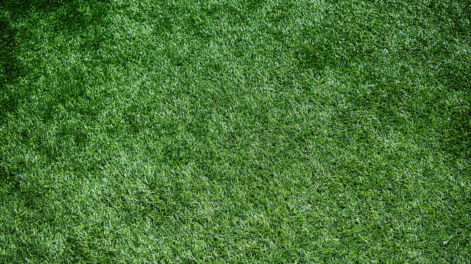 Обои газон, искусственное покрытие, зеленый, растительность, растение в разрешении 1920x1080