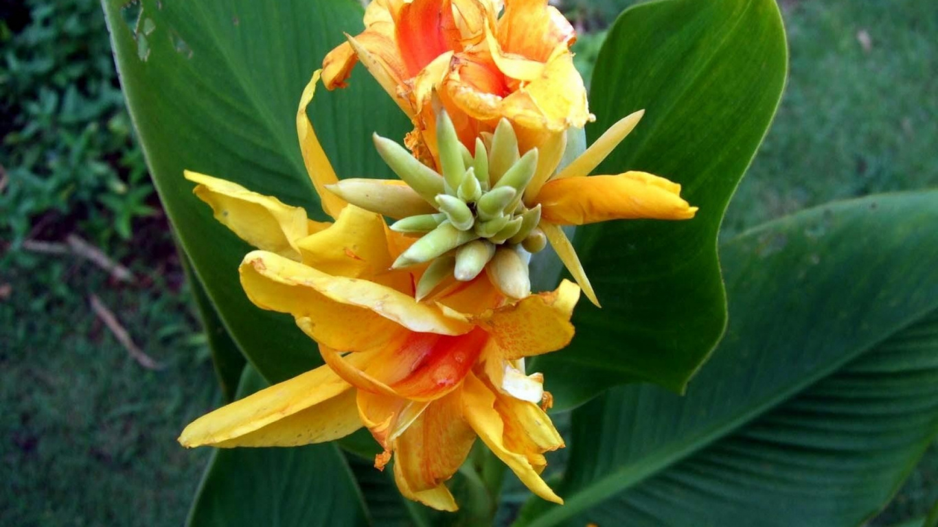 Обои цветковое растение, желтый, Апельсин, лепесток, травянистое растение в разрешении 1366x768