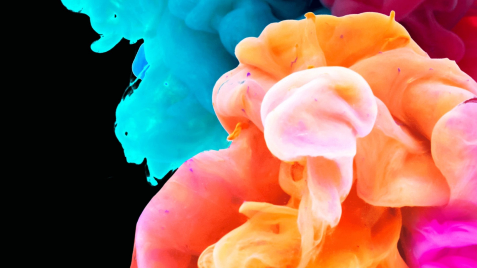 Обои лепесток, цветок, белые, синий, лазурный в разрешении 1920x1080