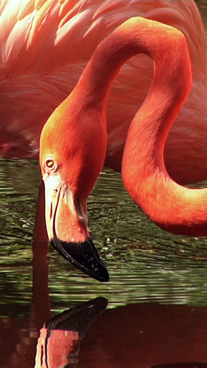 Обои фламинго, Большой фламинго, клюв, птица, водоплавающие птицы в разрешении 720x1280