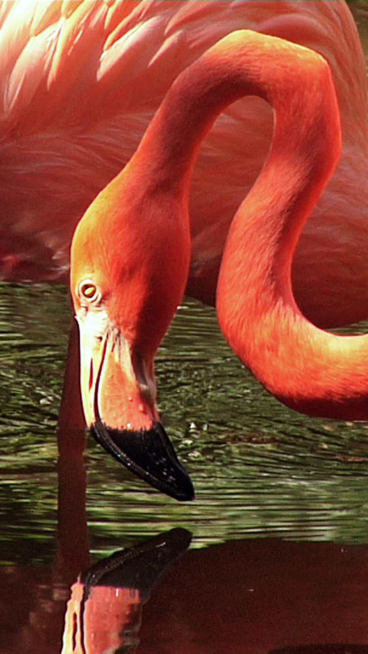 Обои фламинго, Большой фламинго, клюв, птица, водоплавающие птицы в разрешении 750x1334