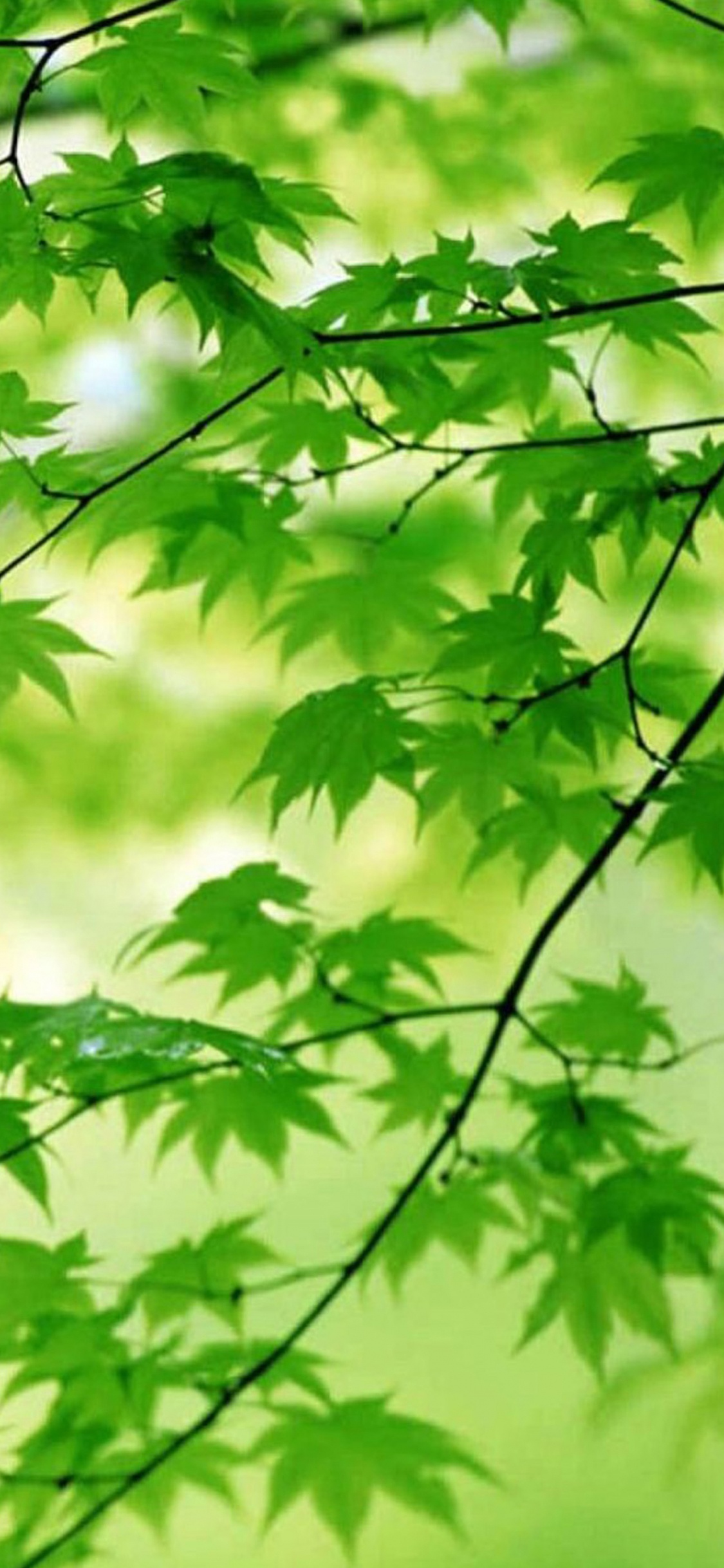 Обои лист, зеленый, дерево, ветвь, растение в разрешении 1125x2436