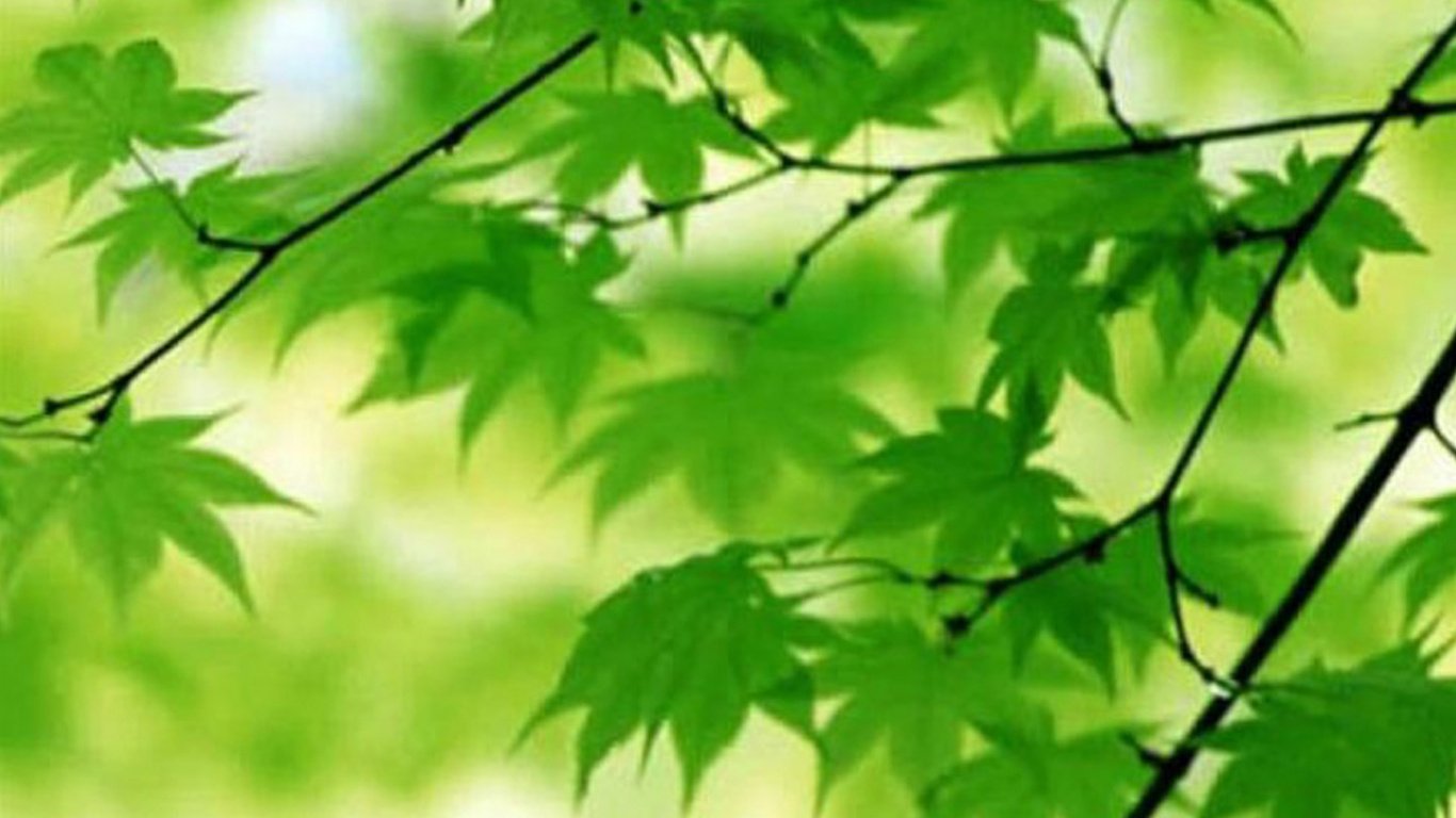 Обои лист, зеленый, дерево, ветвь, растение в разрешении 1366x768