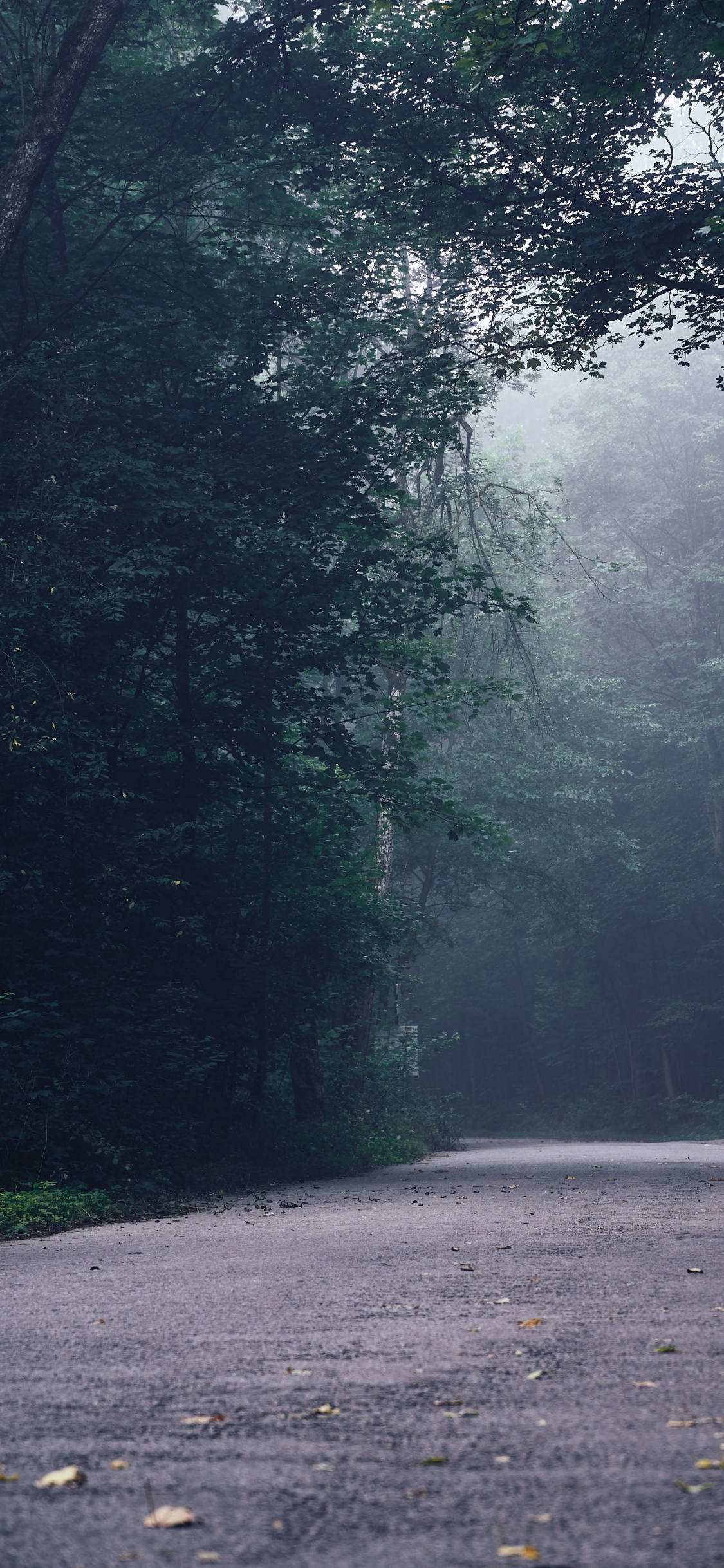 Обои дорога, дерево, лес, тропические леса, окружающая среда в разрешении 1125x2436