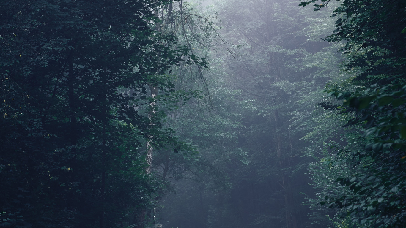 Обои дорога, дерево, лес, тропические леса, окружающая среда в разрешении 1366x768