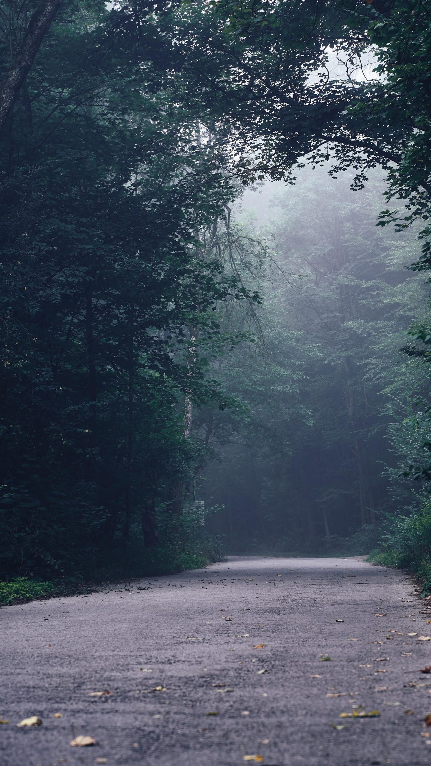 Обои дорога, дерево, лес, тропические леса, окружающая среда в разрешении 1440x2560