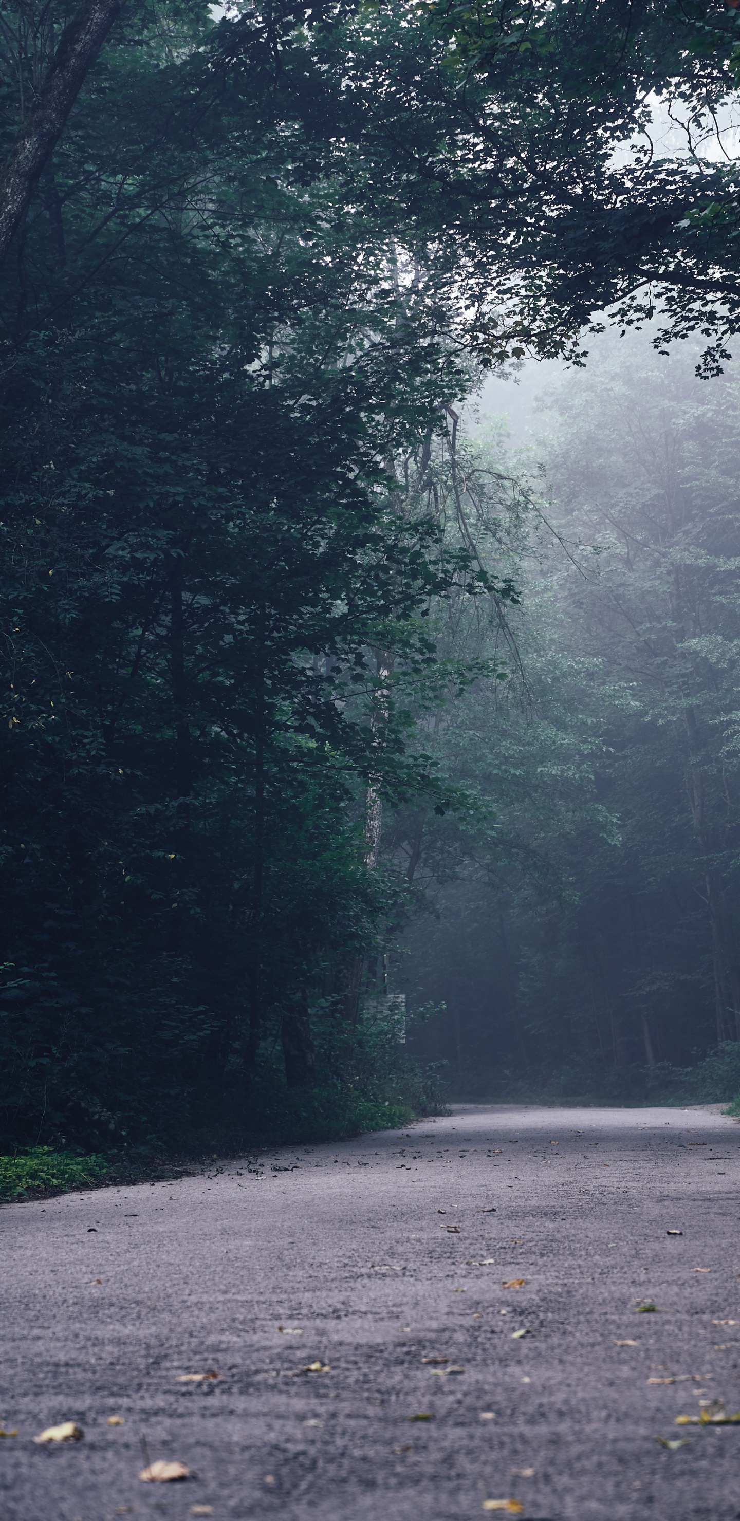 Обои дорога, дерево, лес, тропические леса, окружающая среда в разрешении 1440x2960