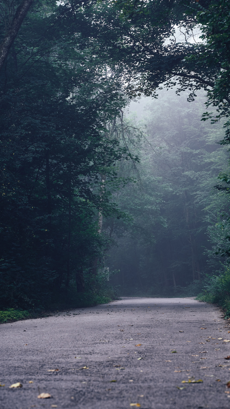 Обои дорога, дерево, лес, тропические леса, окружающая среда в разрешении 750x1334