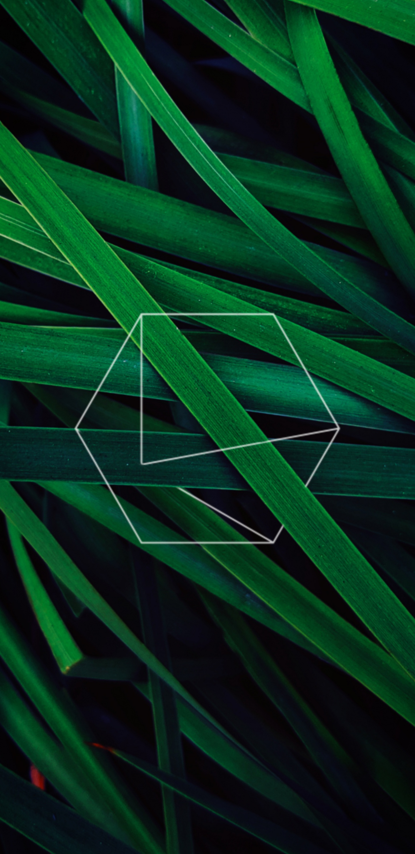 Обои лист, яблоко, зеленый, узор, наземное растение в разрешении 1440x2960