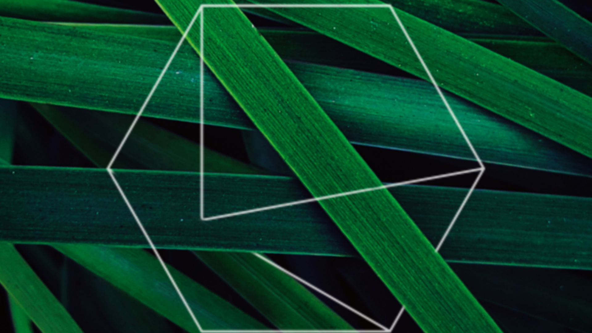 Обои лист, яблоко, зеленый, узор, наземное растение в разрешении 1920x1080