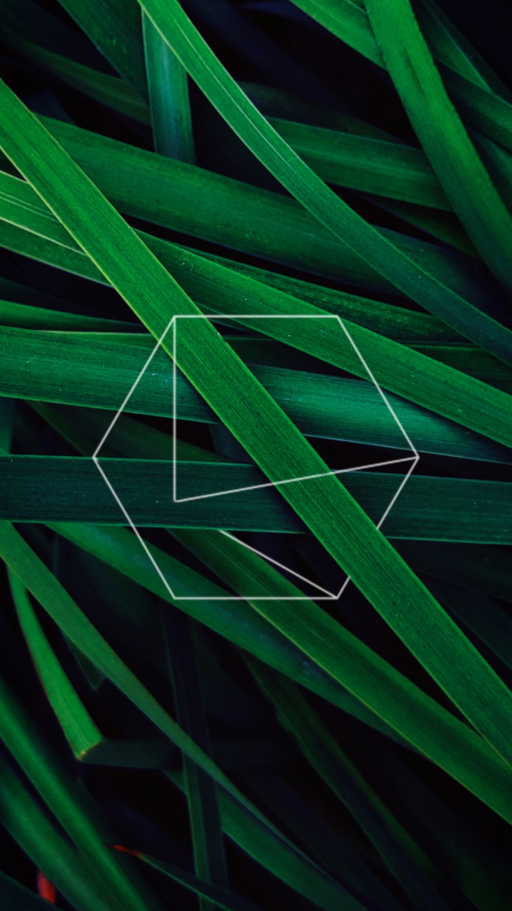 Обои лист, яблоко, зеленый, узор, наземное растение в разрешении 720x1280