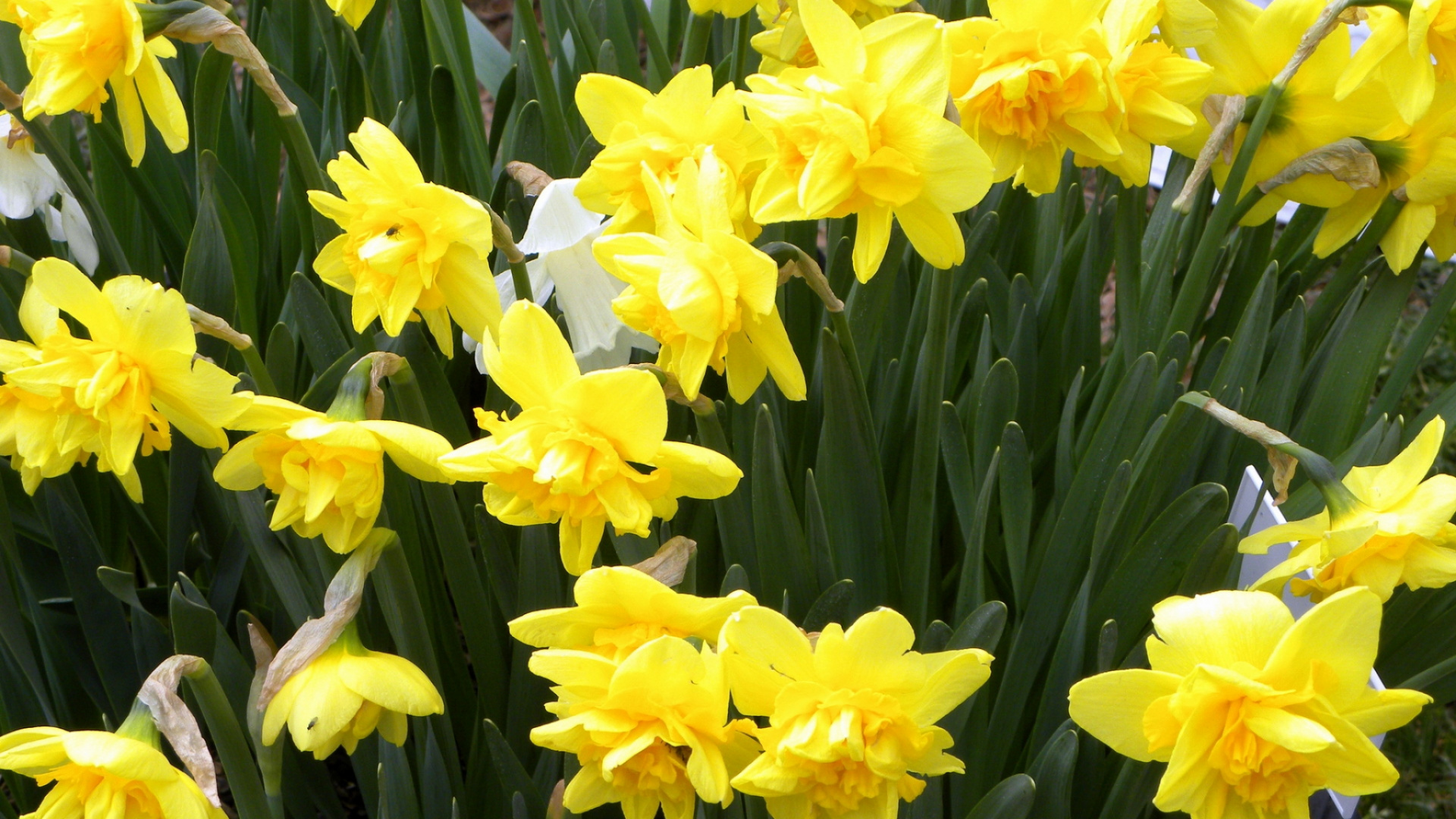 Обои цветковое растение, растение, желтый, весна, семья амариллис в разрешении 1920x1080