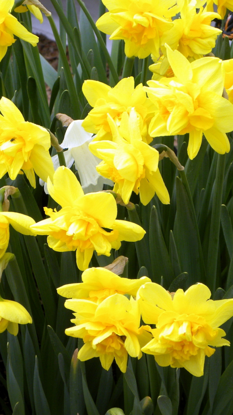 Обои цветковое растение, растение, желтый, весна, семья амариллис в разрешении 750x1334