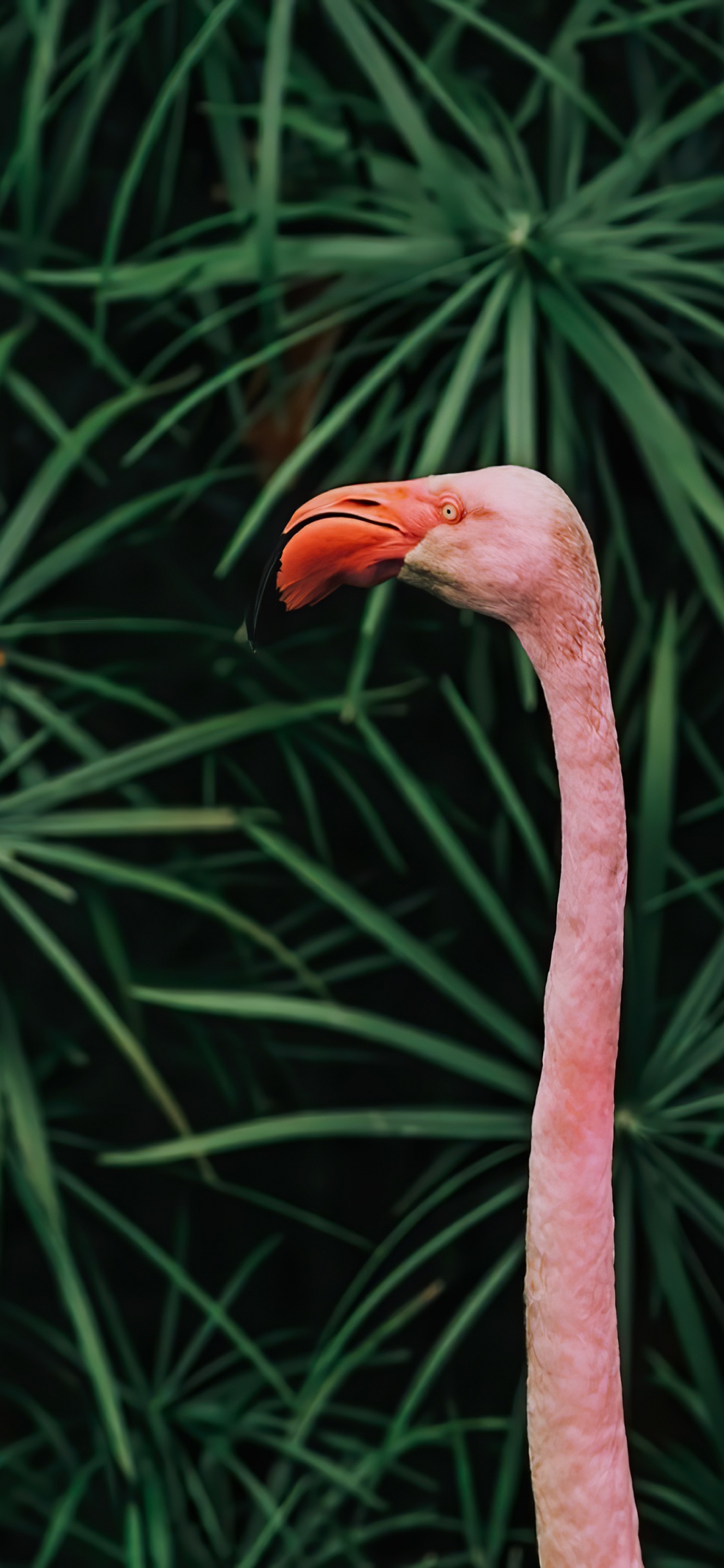 Обои клюв, стебель растения, биология, наука, птица в разрешении 1125x2436