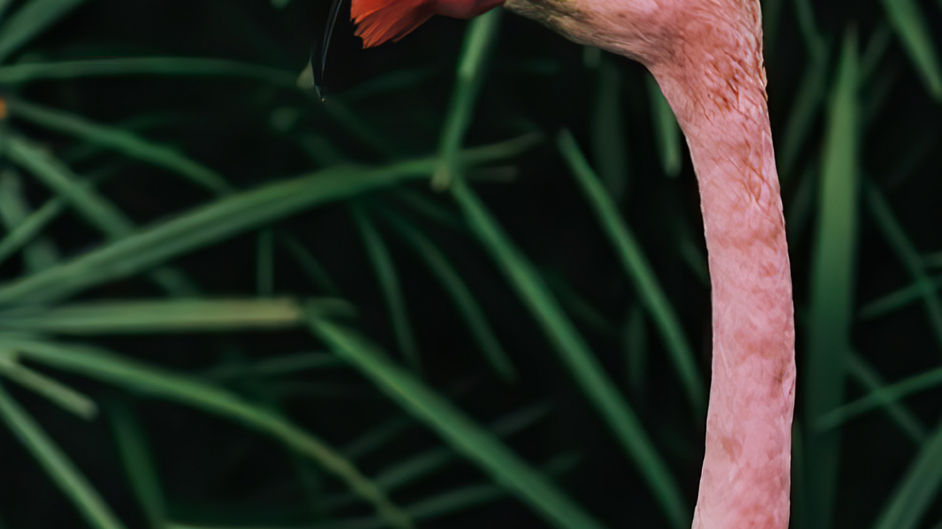 Обои клюв, стебель растения, биология, наука, птица в разрешении 1366x768