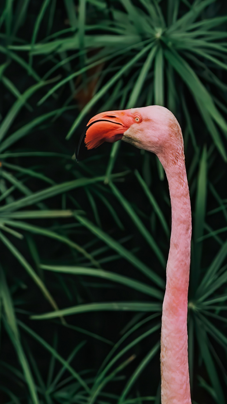 Обои клюв, стебель растения, биология, наука, птица в разрешении 750x1334