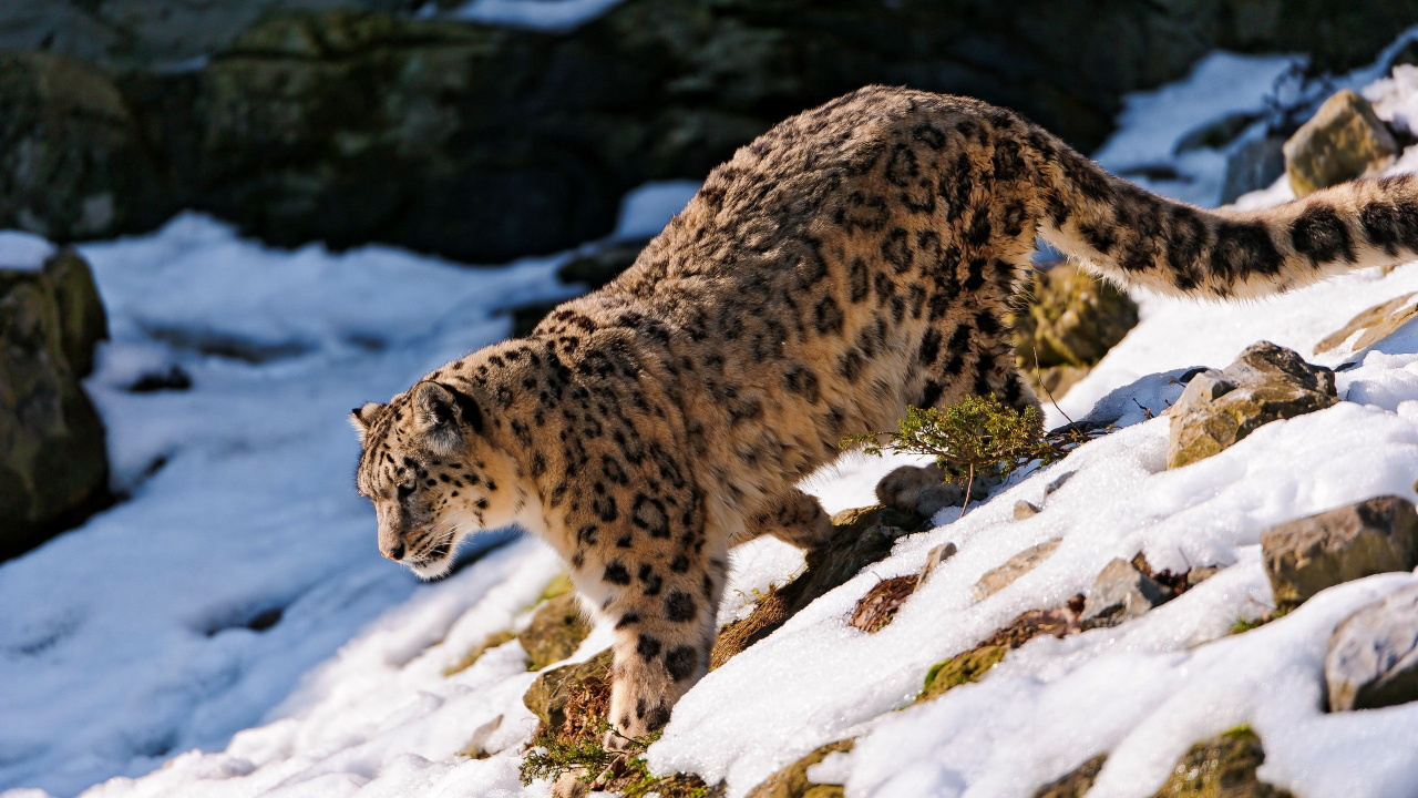 Обои Леопард, снежный Барс, наземные животные, живая природа, дикая местность в разрешении 1280x720