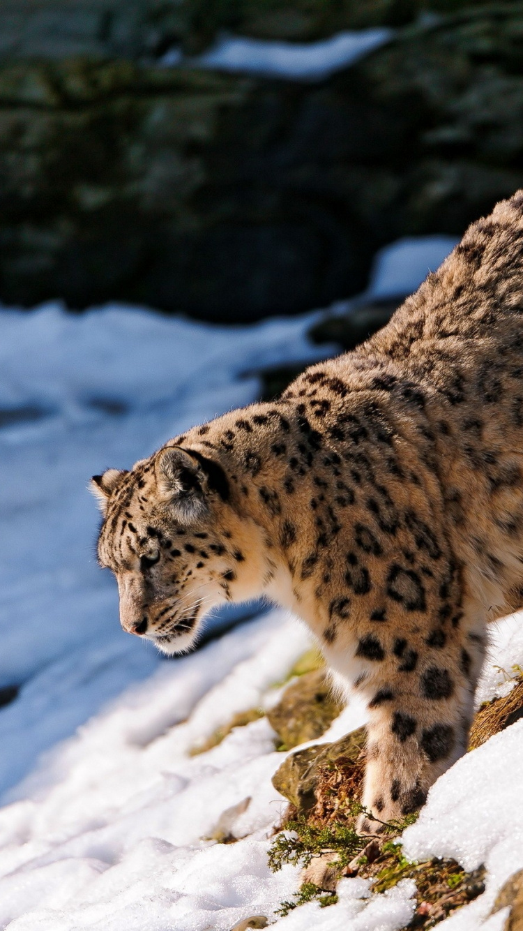 Обои Леопард, снежный Барс, наземные животные, живая природа, дикая местность в разрешении 750x1334