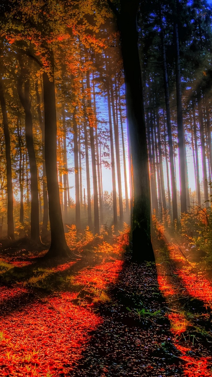 Обои осень, сезон, природа, лес, солнечный свет в разрешении 720x1280