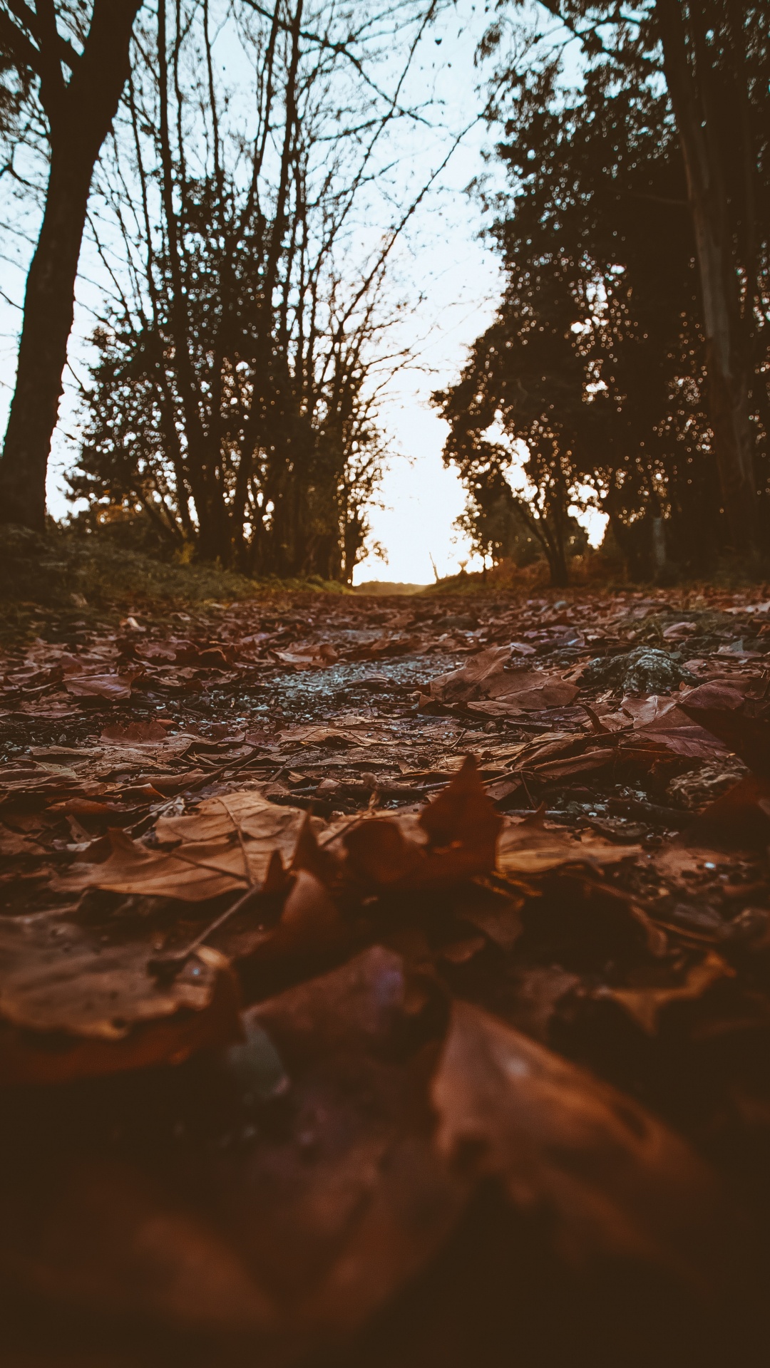 Обои окружающая среда, дерево, природа, вода, ветвь в разрешении 1080x1920