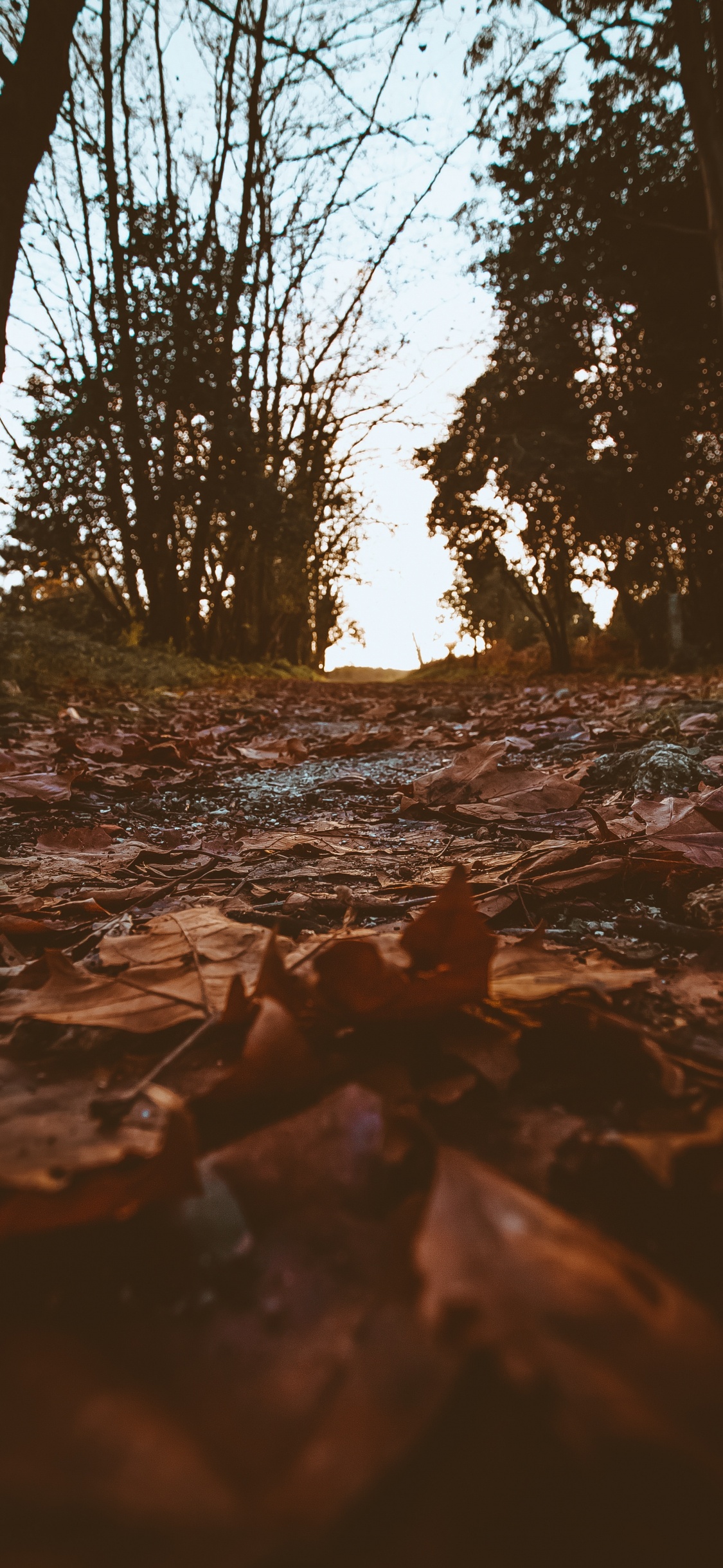 Обои окружающая среда, дерево, природа, вода, ветвь в разрешении 1125x2436