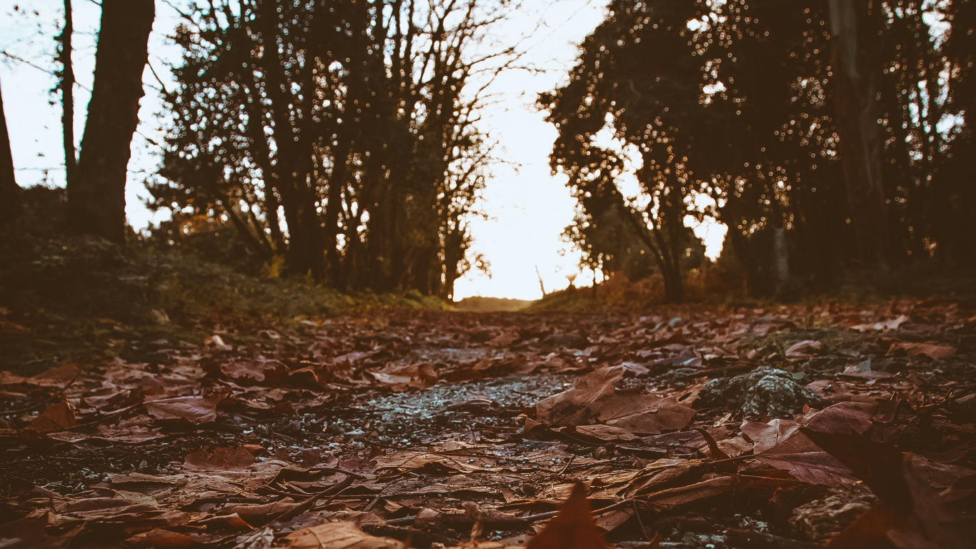 Обои окружающая среда, дерево, природа, вода, ветвь в разрешении 1366x768