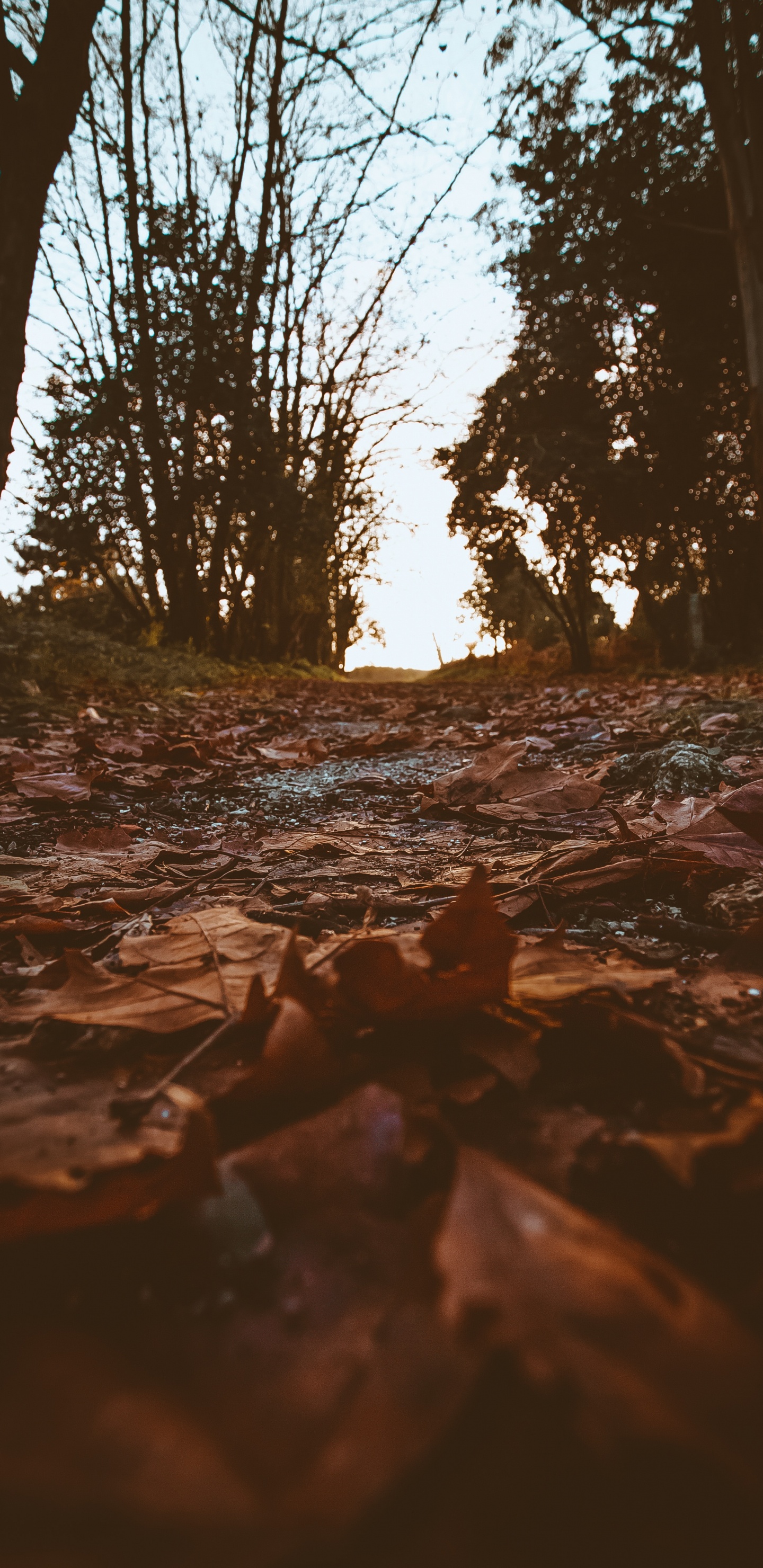 Обои окружающая среда, дерево, природа, вода, ветвь в разрешении 1440x2960