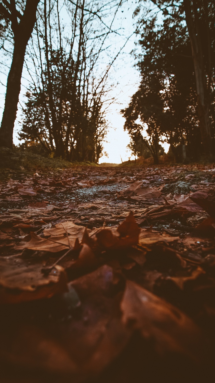 Обои окружающая среда, дерево, природа, вода, ветвь в разрешении 720x1280