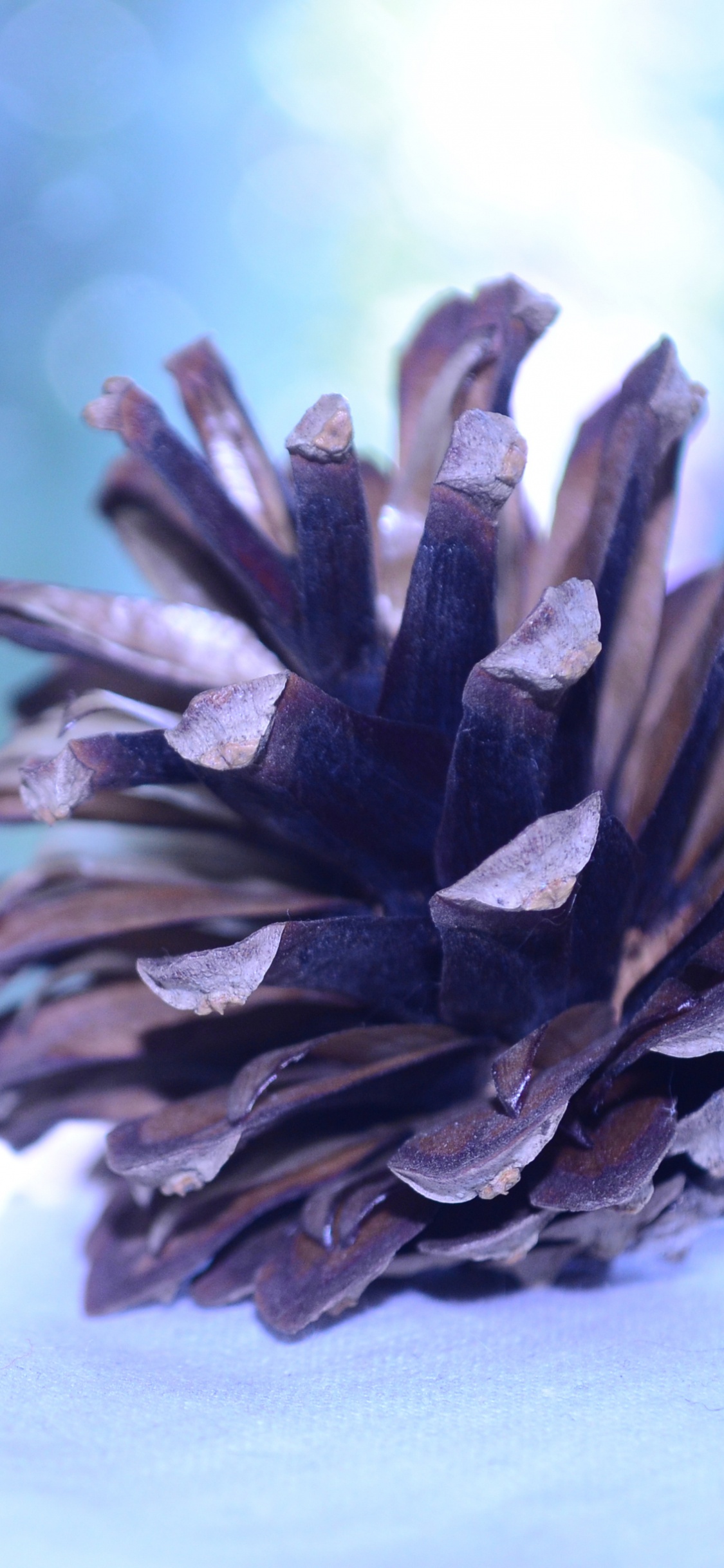 Обои крупный план, хвойные конуса, пурпур, растение, цветок в разрешении 1125x2436