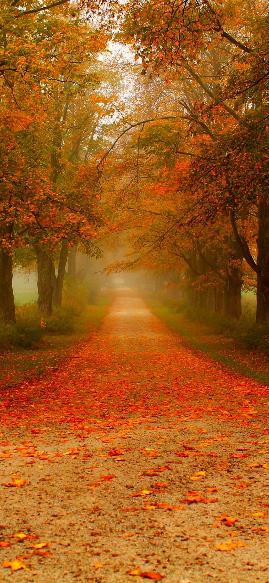 Обои дерево, природа, лист, листопадные, осень в разрешении 1125x2436