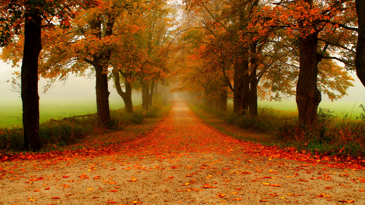 Обои дерево, природа, лист, листопадные, осень в разрешении 1280x720