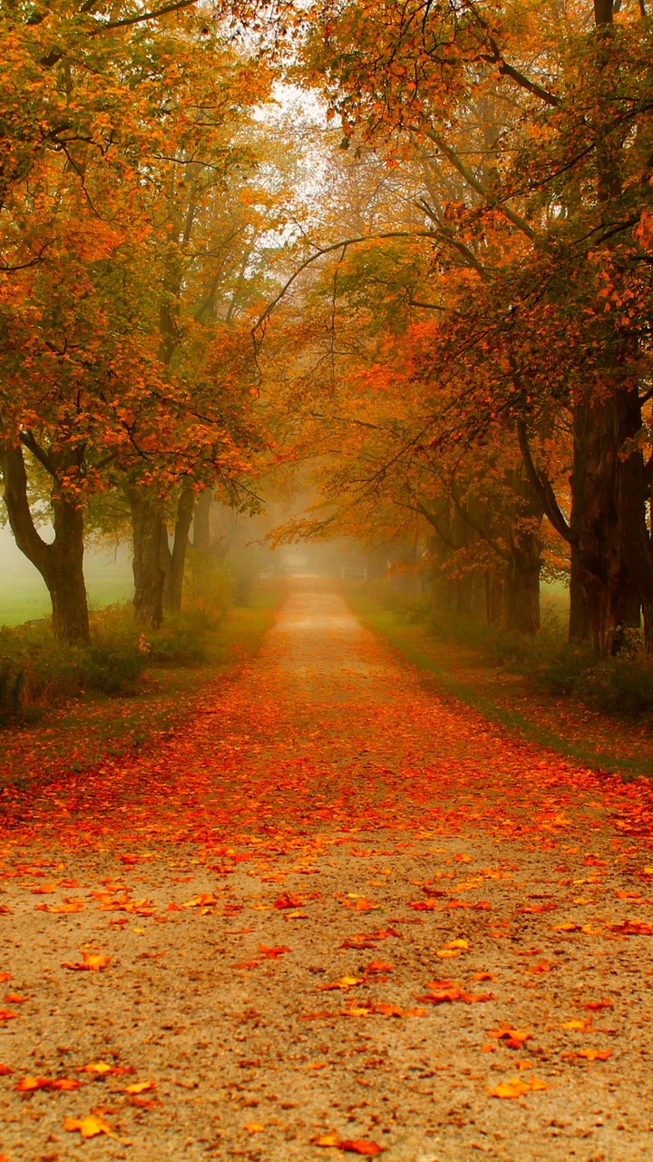 Обои дерево, природа, лист, листопадные, осень в разрешении 720x1280