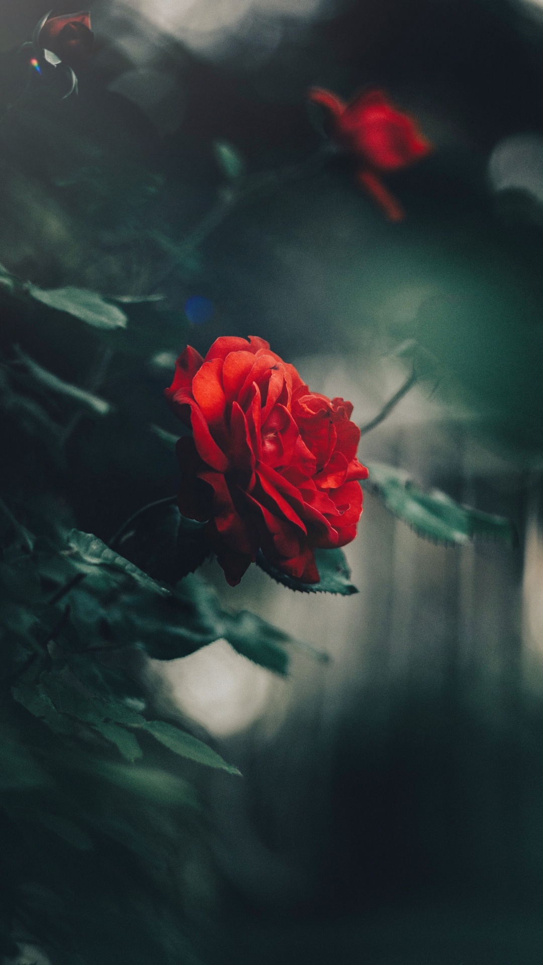 Обои Роза, цветок, сад роз, красный цвет, лепесток в разрешении 1080x1920