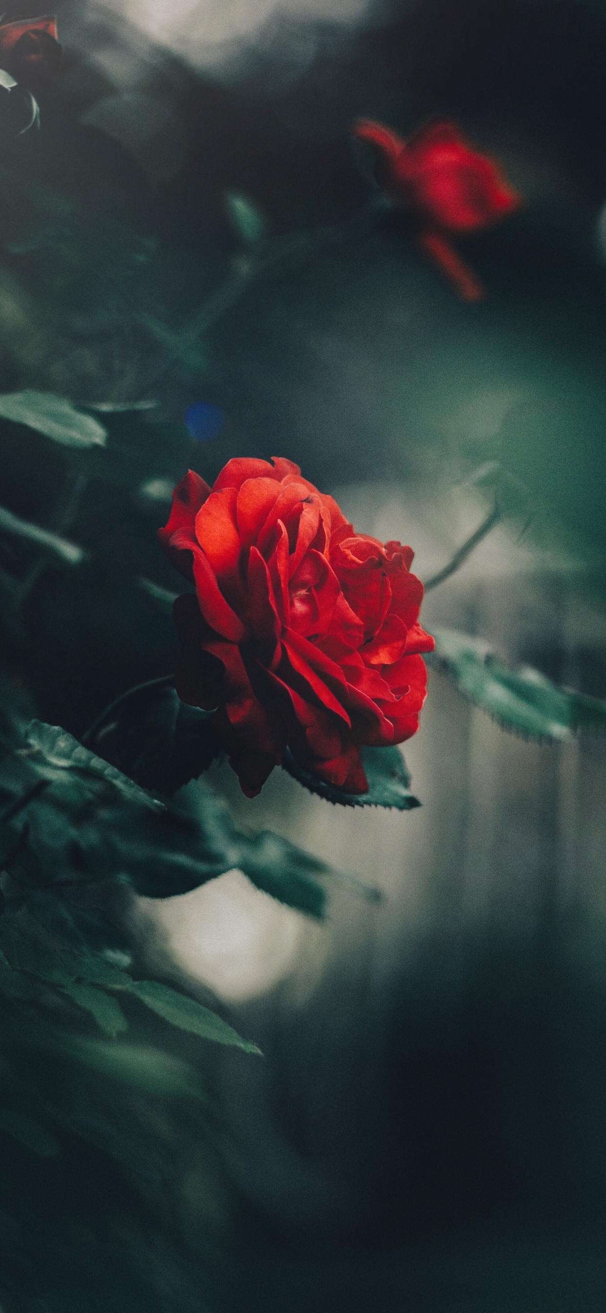 Обои Роза, цветок, сад роз, красный цвет, лепесток в разрешении 1242x2688