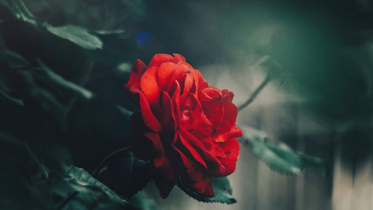 Обои Роза, цветок, сад роз, красный цвет, лепесток в разрешении 1280x720