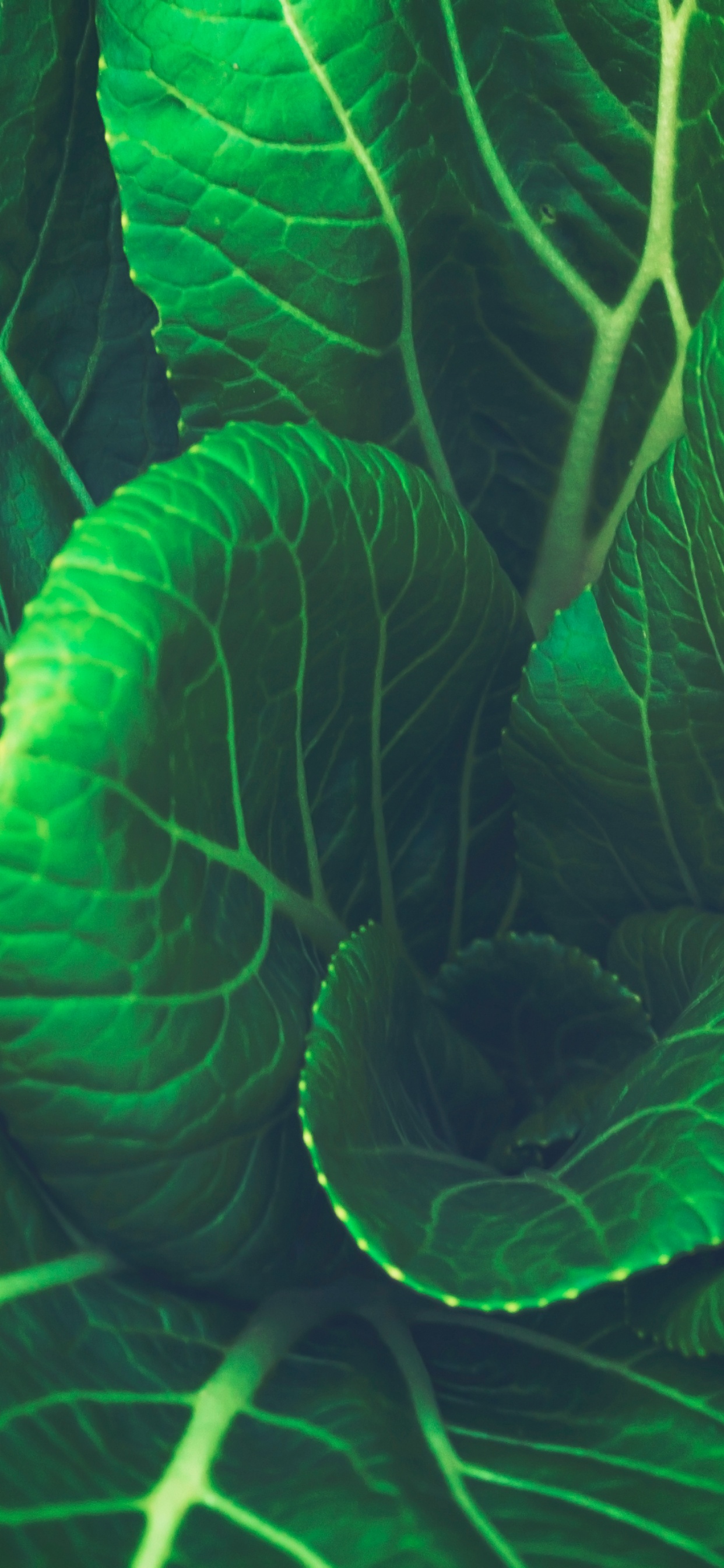 Обои овощ, зеленый, лист, растение, ботаники в разрешении 1242x2688