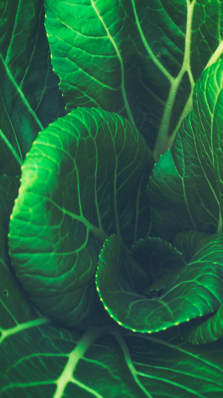 Обои овощ, зеленый, лист, растение, ботаники в разрешении 750x1334