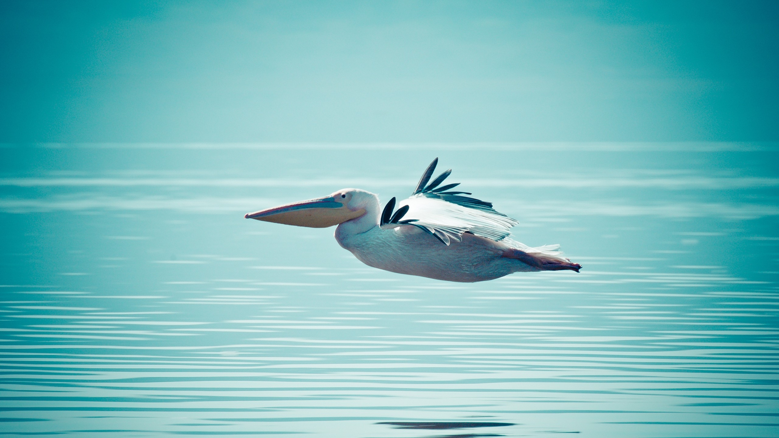 Обои птица, клюв, водоплавающие птицы, морская птица, Пеликан в разрешении 2560x1440
