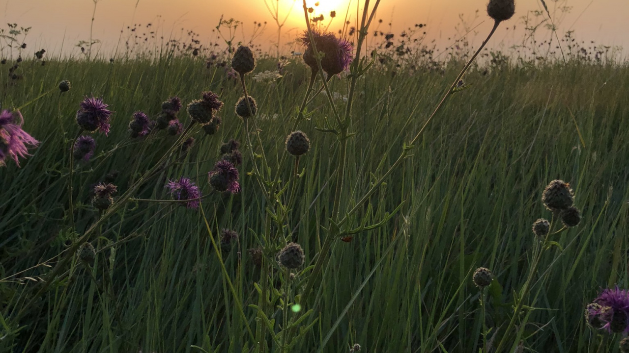 Обои растительность, трава, физика, окружающая среда, растение в разрешении 1280x720