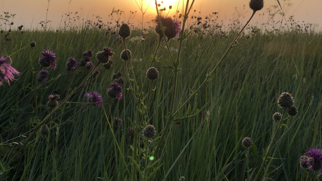 Обои растительность, трава, физика, окружающая среда, растение в разрешении 1366x768
