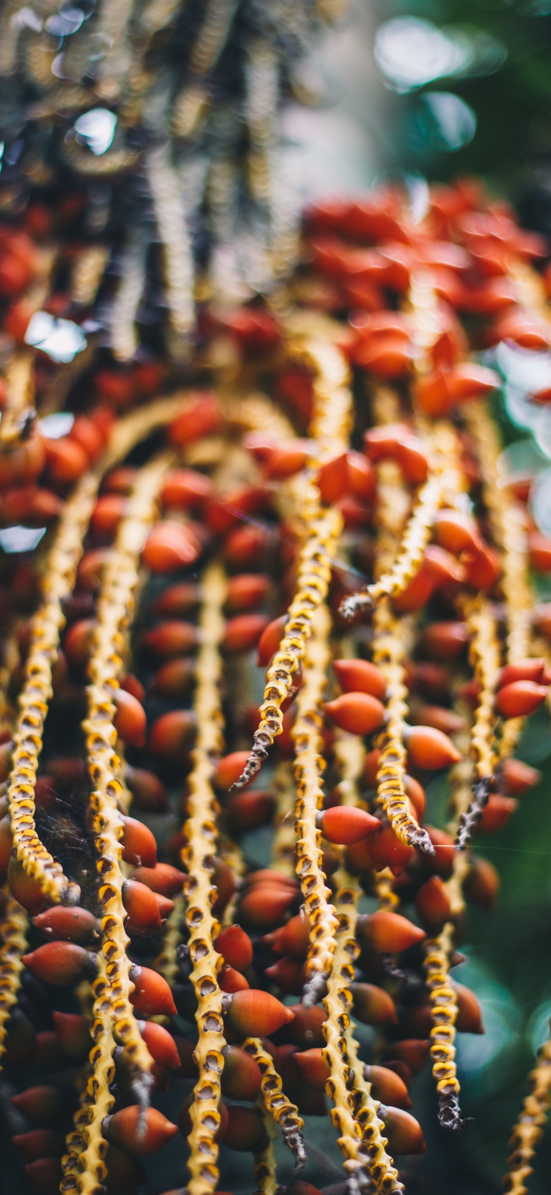 Обои цветок, традиция, дерево, растение, карнавал круиз линии в разрешении 1125x2436