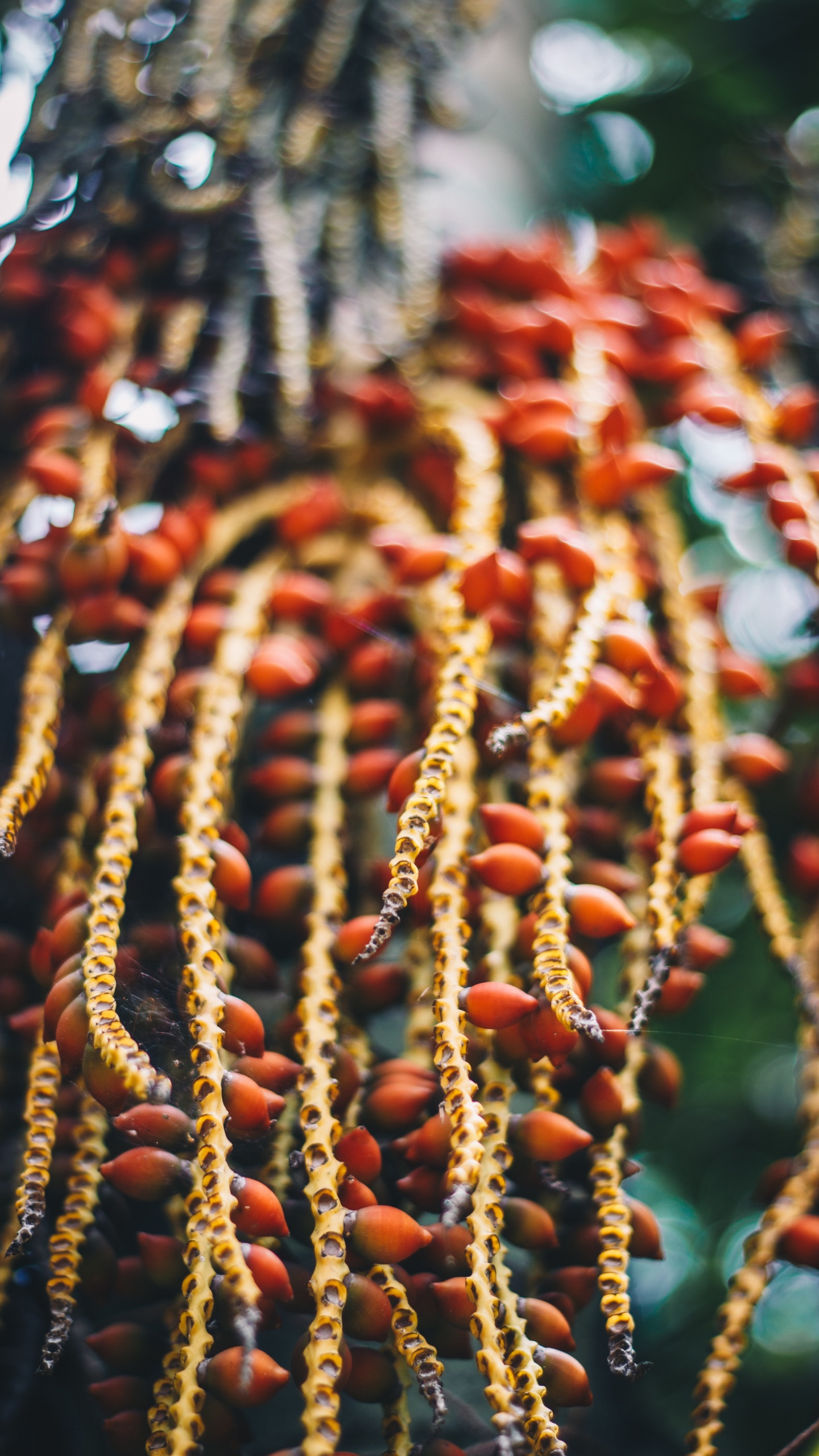 Обои цветок, традиция, дерево, растение, карнавал круиз линии в разрешении 1440x2560