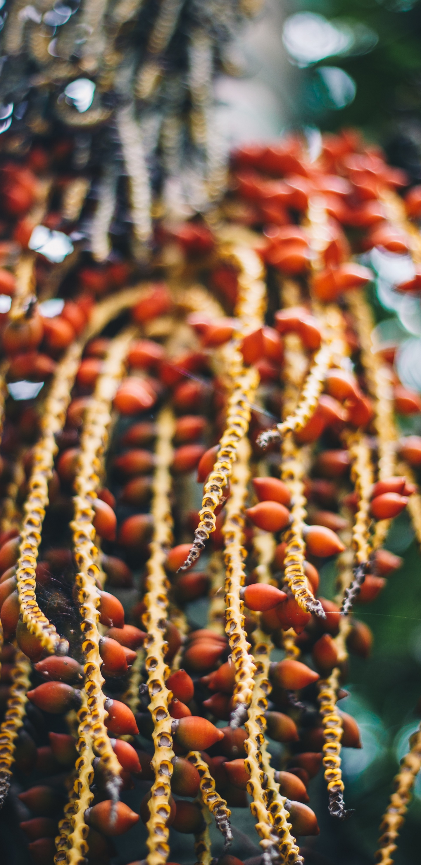 Обои цветок, традиция, дерево, растение, карнавал круиз линии в разрешении 1440x2960