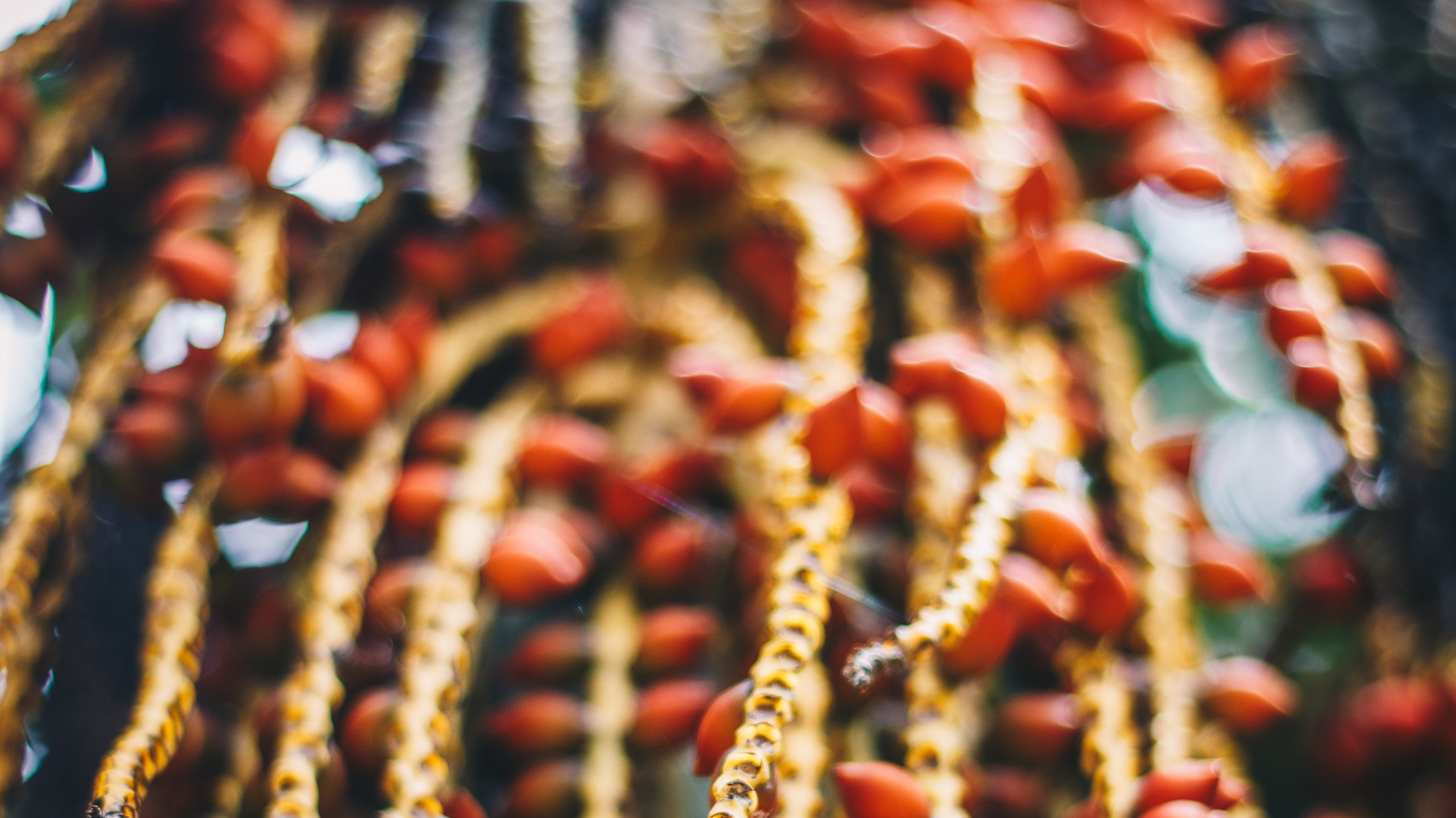 Обои цветок, традиция, дерево, растение, карнавал круиз линии в разрешении 2560x1440