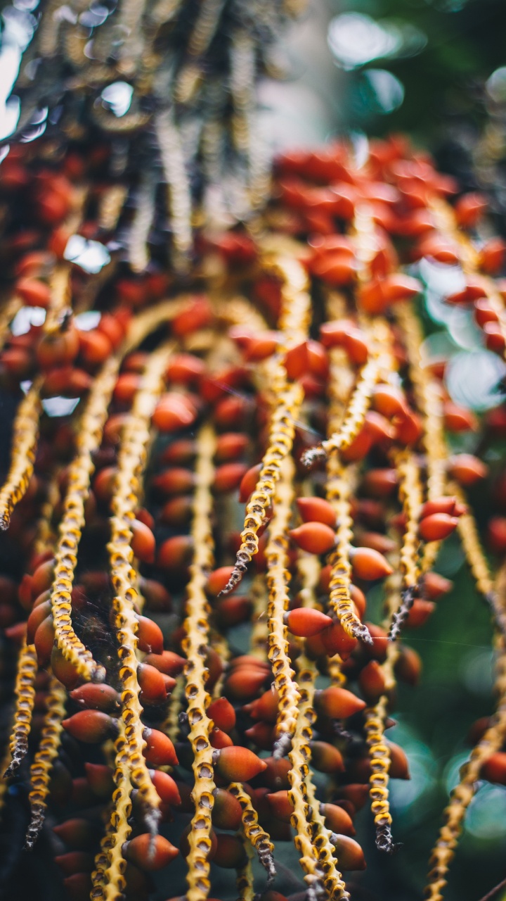 Обои цветок, традиция, дерево, растение, карнавал круиз линии в разрешении 720x1280