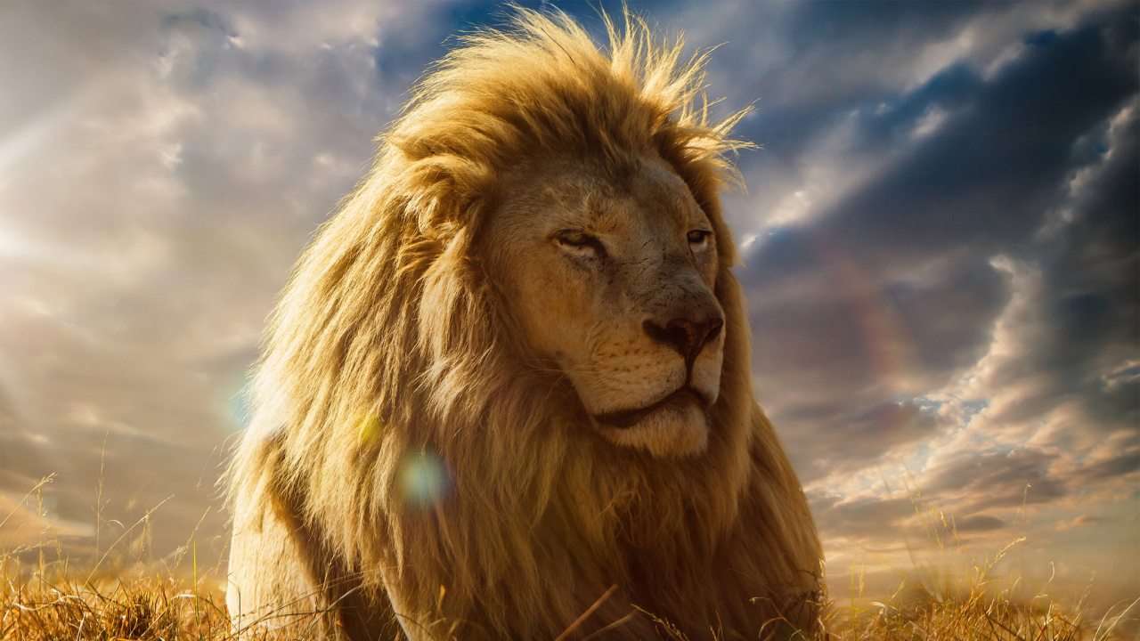 Обои Лев, волосы, масаи Лев, живая природа, кошачьих в разрешении 1280x720